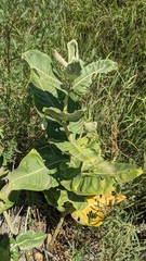Asclepias arenaria