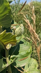 Asclepias arenaria