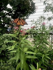 Danaus plexippus