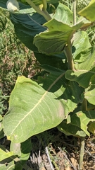 Asclepias arenaria