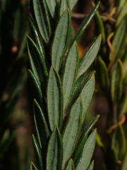 Aotus lanigera