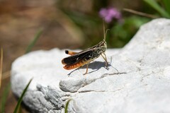 Stenobothrus rubicundulus