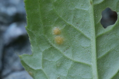 Puccinia cnici-oleracei