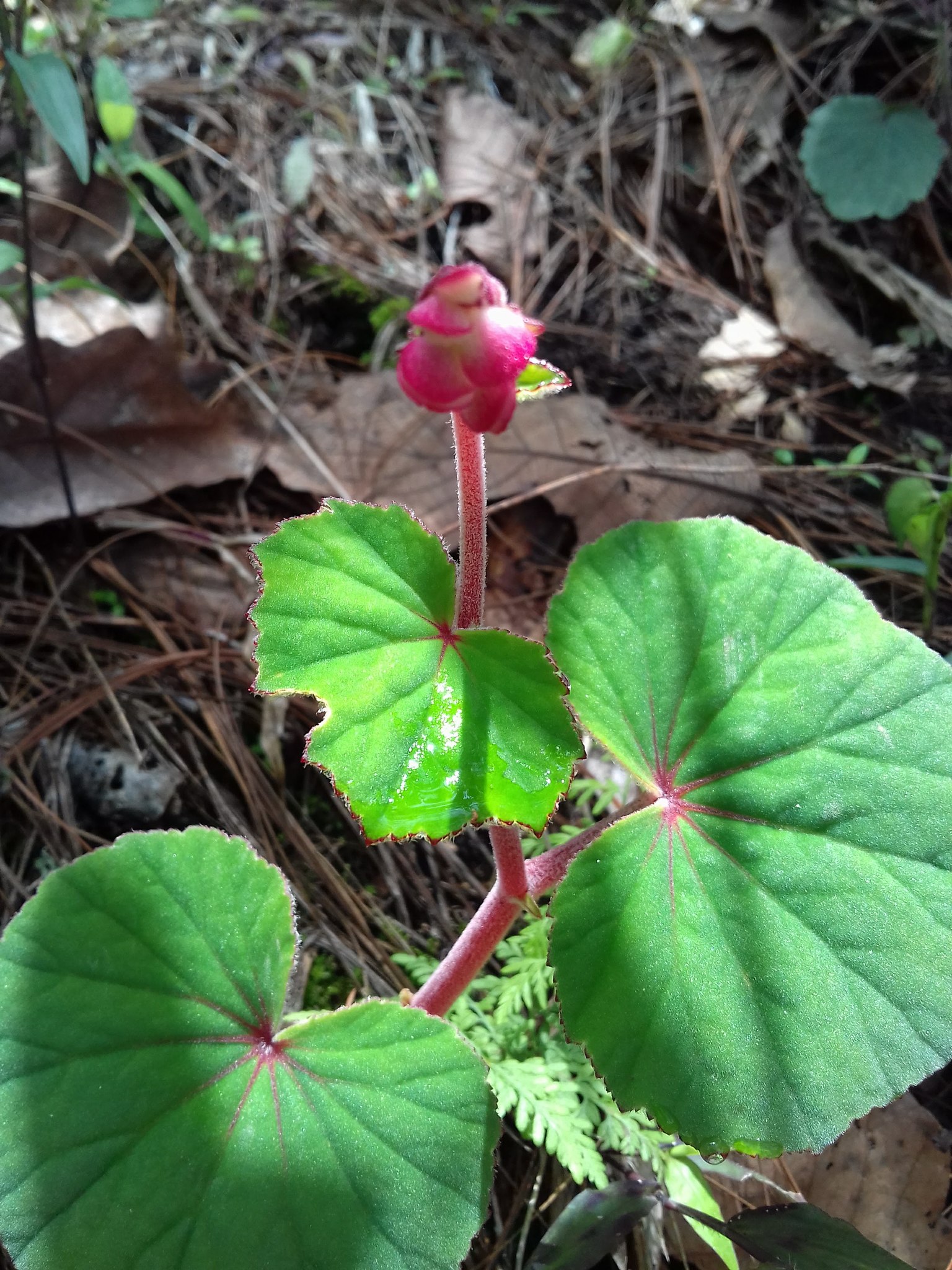 Photos of Begonia balmisiana · iNaturalist