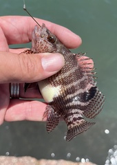 Serranus subligarius