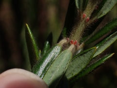 Aotus lanigera
