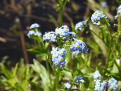 Myosotis