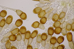 Puccinia cnici-oleracei