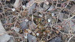 Puccinellia phryganodes