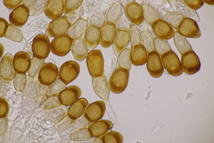 Puccinia cnici-oleracei