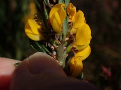 Aotus lanigera