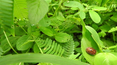 Chelymorpha gressoria