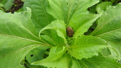 Orsilochides guttata