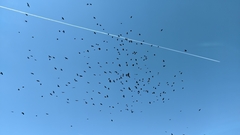 Pyrrhocorax graculus