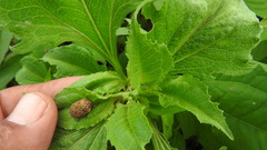 Orsilochides guttata