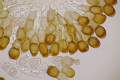 Puccinia cnici-oleracei
