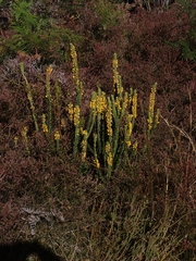 Aotus lanigera