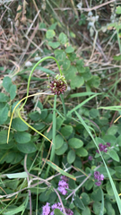 Astragalus glycyphyllos