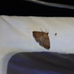 Zanclognatha laevigata