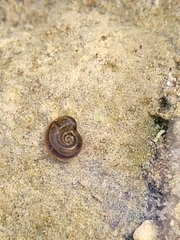 Planorbini