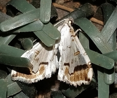 Pycnarmon leucinodalis