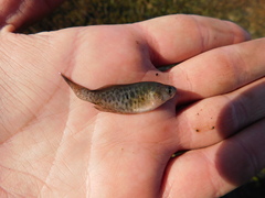 Austrolebias bellottii