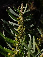 Acacia baeuerlenii