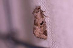 Plagiomimicus pityochromus