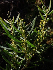 Acacia baeuerlenii