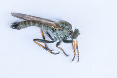 Neomochtherus geniculatus