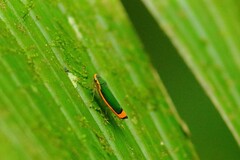 Stephanolla rufoapicata