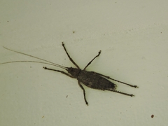 Dasyscelus