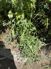 Centaurea thuillieri