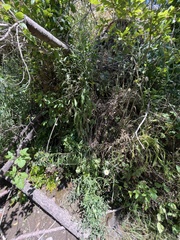 Centaurea thuillieri