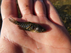 Austrolebias bellottii