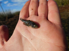 Austrolebias bellottii