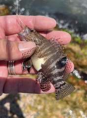 Serranus subligarius