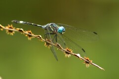 Micrathyria venezuelae