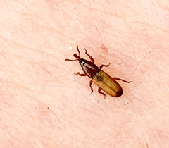 Mesites rufipennis