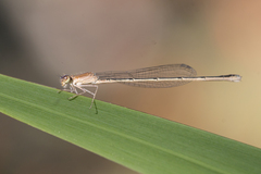 Argentagrion ambiguum