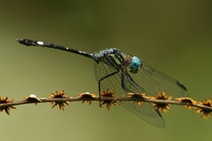 Micrathyria venezuelae