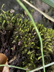 Grimmia ramondii