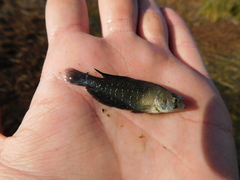 Austrolebias bellottii