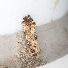 Morophaga choragella