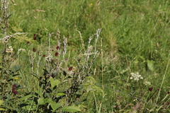 Podosphaera filipendulae