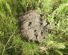 Spalax microphthalmus