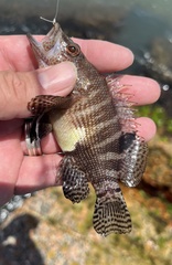 Serranus subligarius