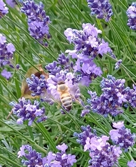 Apis mellifera