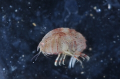 Pleustes panoplus