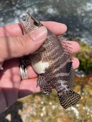 Serranus subligarius